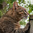 Thefatkitty