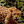 K3_Star - Original Poster, Most Recent Poster